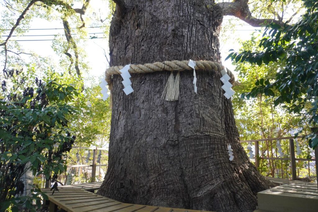 新熊野神社_大樟